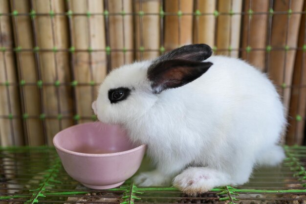 Un lapin qui mange dans un bol