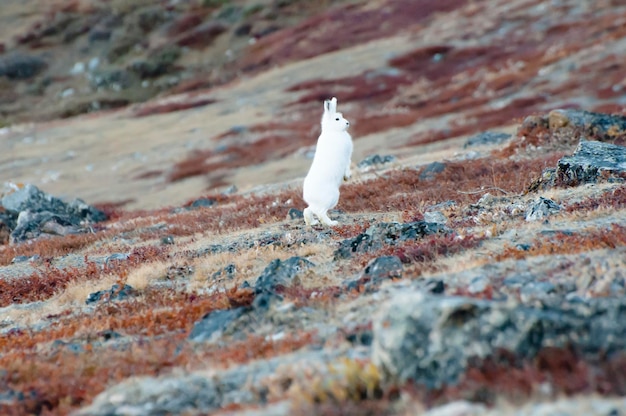 Un lapin qui marche sur le paysage