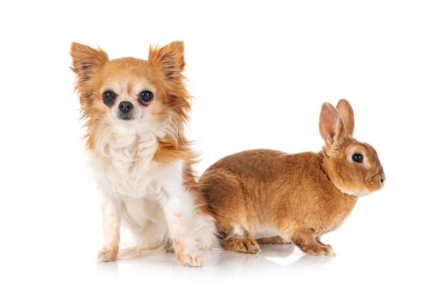 Lapin rex et chihuahua