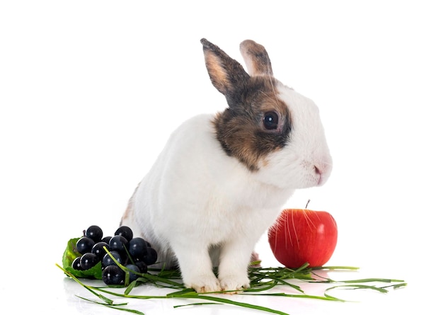 Lapin Rex devant fond blanc