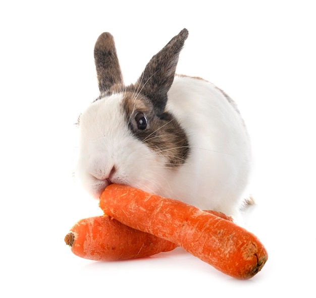 Le lapin Rex est en studio.