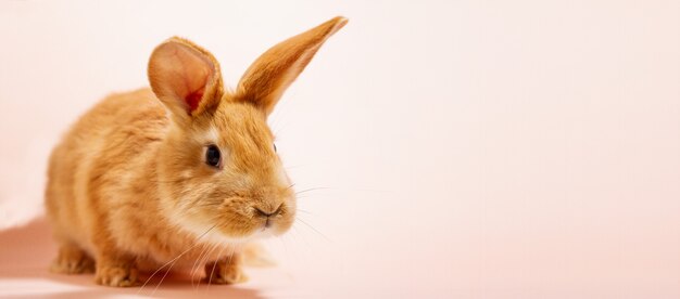 Lapin rouge sur un mur rose avec une copie de l'espace. Lapin avec une place pour votre texte.