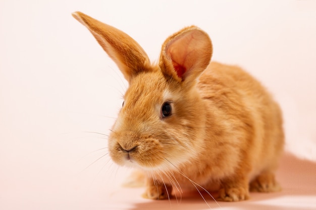 Lapin rouge sur un mur rose pastel