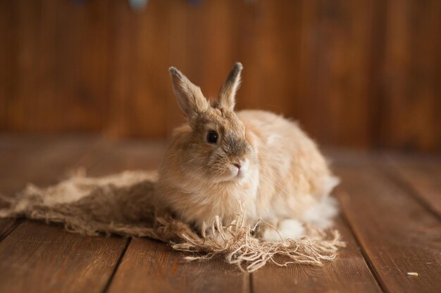 Le lapin rouge se repose sur une ferme en bois de fond Pâques