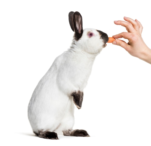 Lapin russe debout sur fond blanc