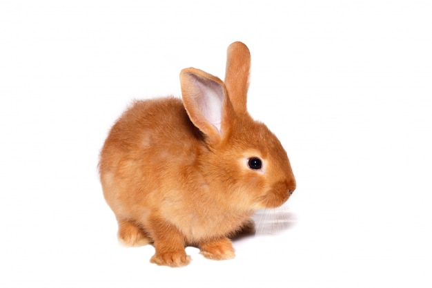 Lapin sauvage rouge sur fond blanc