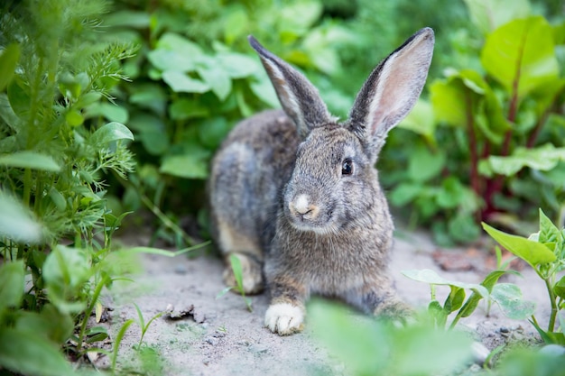 Lapin se reposant dans une herbe