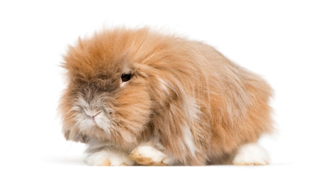 Lapin très poilu couché devant une surface blanche