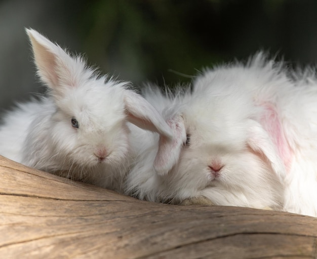 Photo lapins blancs sur une bûche