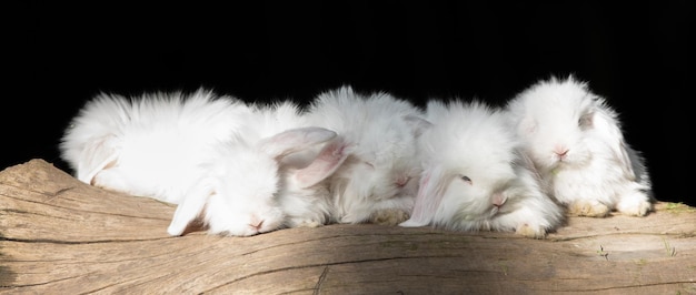 lapins blancs sur une bûche