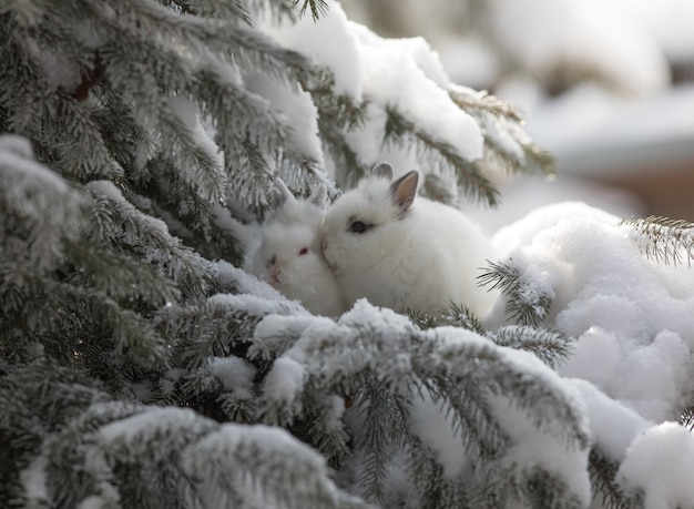 lapins blancs dans la neige