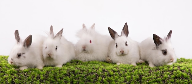 lapins blancs sur l'herbe et dos fond blanc