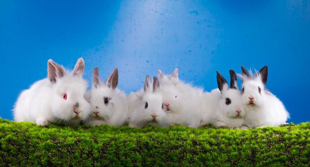 lapins blancs sur l'herbe et fond bleu