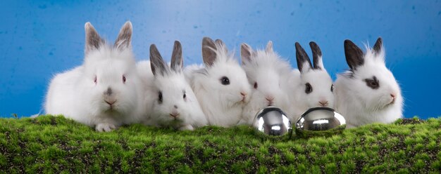 lapins blancs sur l'herbe et fond bleu