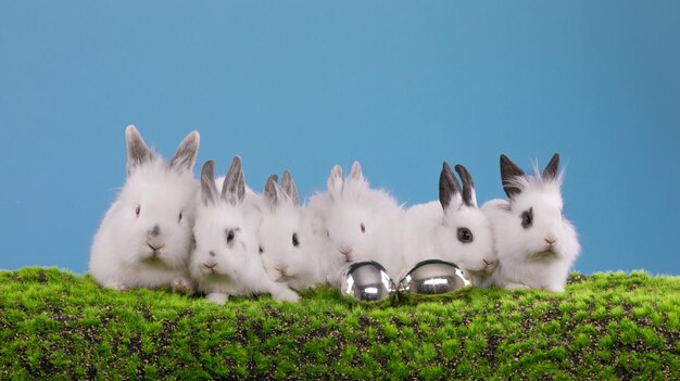 lapins blancs sur l'herbe et fond bleu