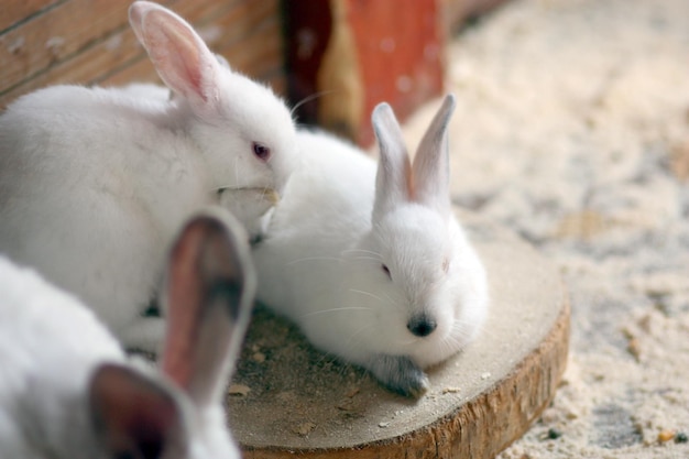 Lapins blancs