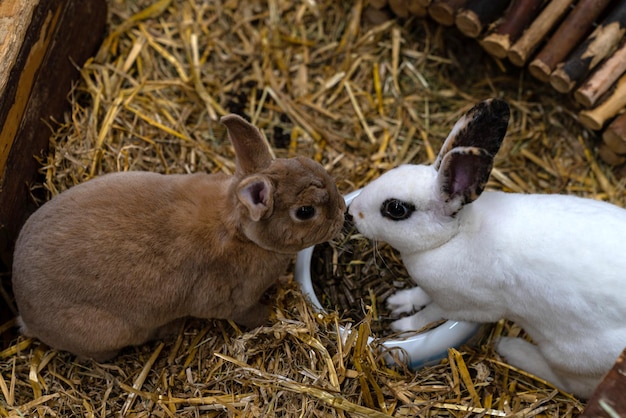 Lapins bruns et blancs se reniflant