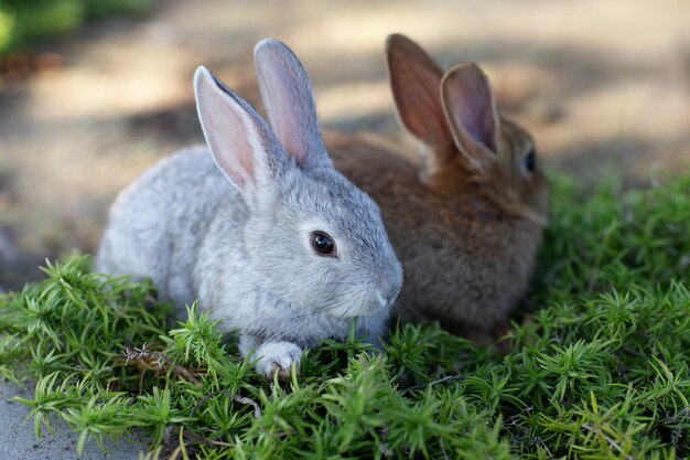 Lapins dans l'herbe