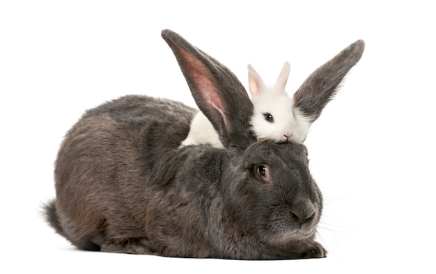 Lapins devant une surface blanche