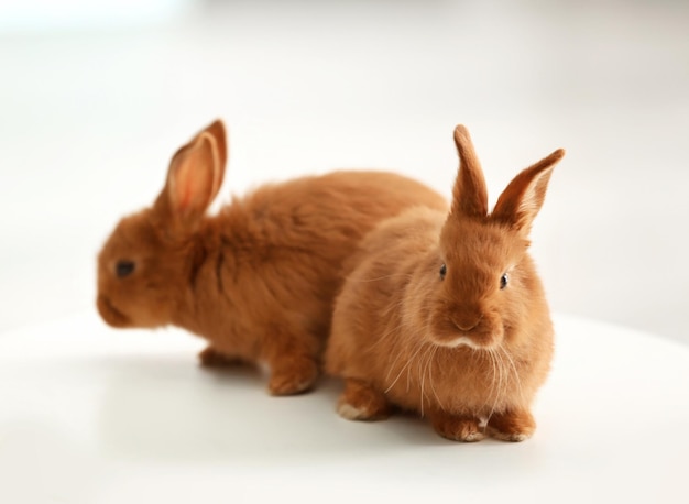 Lapins drôles mignons sur tabouret à la maison