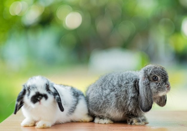 Lapins avec fond vert bokeh