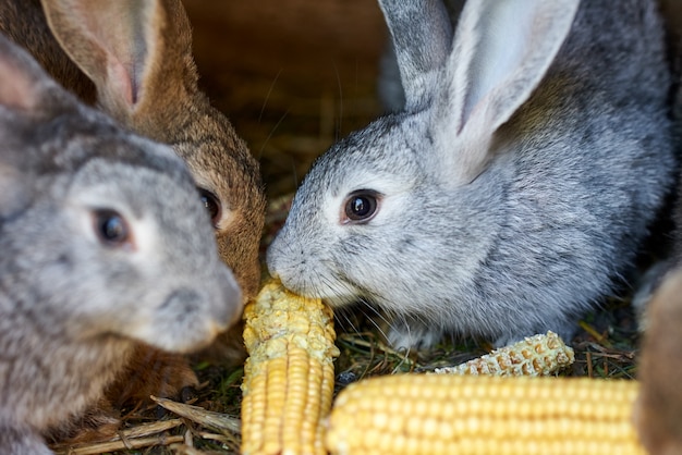 Lapins gris et bruns mangeant des épis de maïs dans une cage