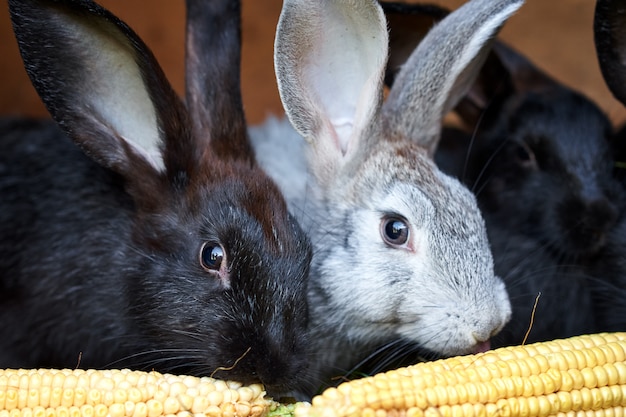 Lapins gris et noir lapin mangeant épi de maïs, gros plan