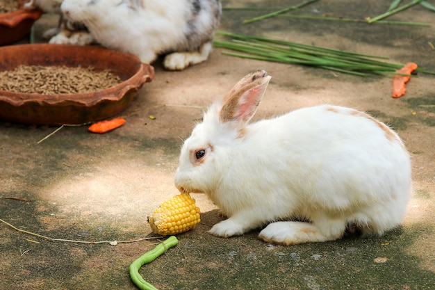 lapins mangeant de la nourriture dans la ferme.