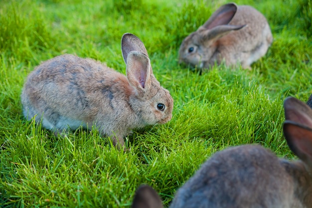 Les lapins mangent l'herbe dans le jardin