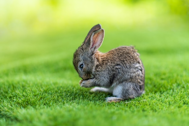 Lapins. Mignon petit lapin de Pâques dans le pré. Herbe verte sous les rayons du soleil. deux lapins sur une herbe verte en journée d'été.