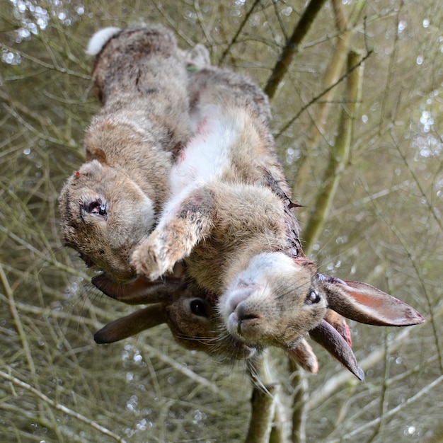 Photo des lapins morts accrochés à un arbre.