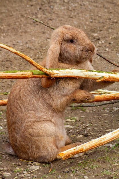 Lapins ornementaux et nains moutons nains photo de haute qualité