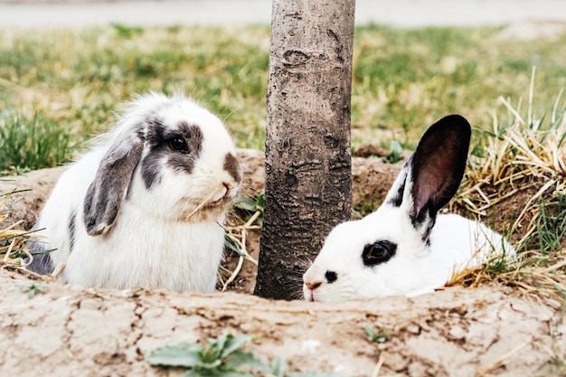 Photo les lapins par arbre sur le champ