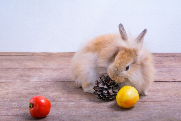 Lapins sur les planchers en bois, carottes, concombres, tomates et barils sur les planchers en bois