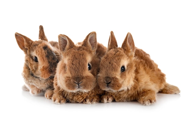 Lapins Rex devant fond blanc