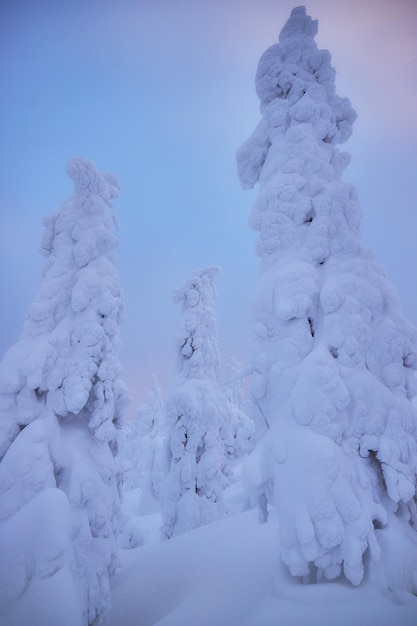 Laponie paysage hivernal arbre neige nature hivernale noël forêt finlandaise gel montagne arctique laponie coucher de soleil scandinave paysage idyllique du nord lever de soleil conte de fées