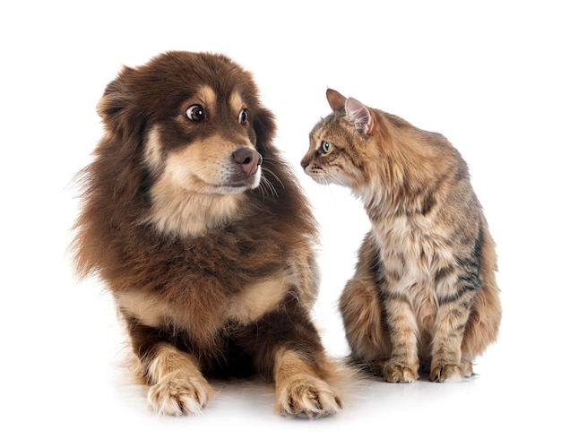 Lapphund finlandais et chat in front of white background