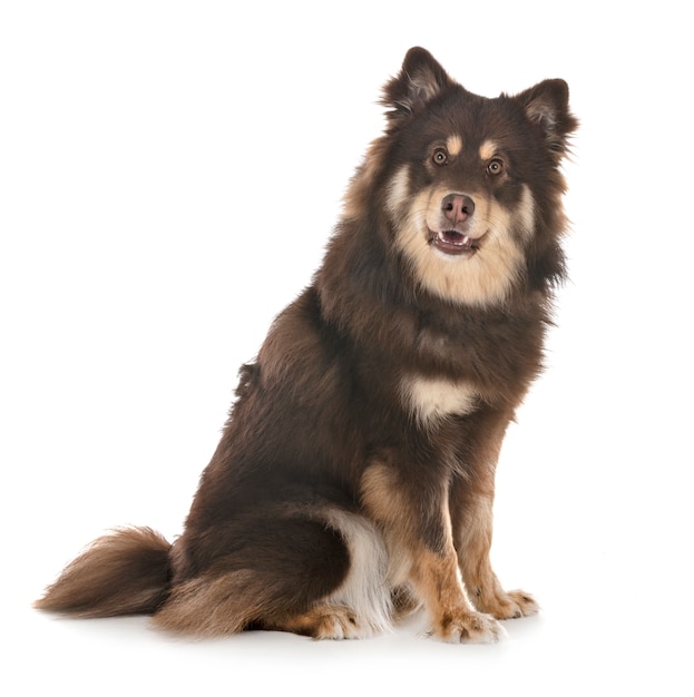 Lapphund finlandais en studio