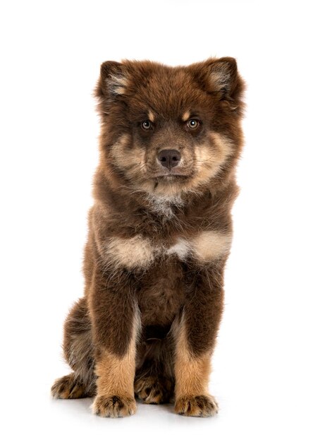 Lapphund finlandais en studio