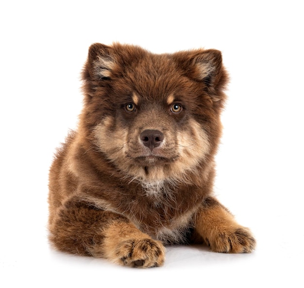 Lapphund finlandais en studio