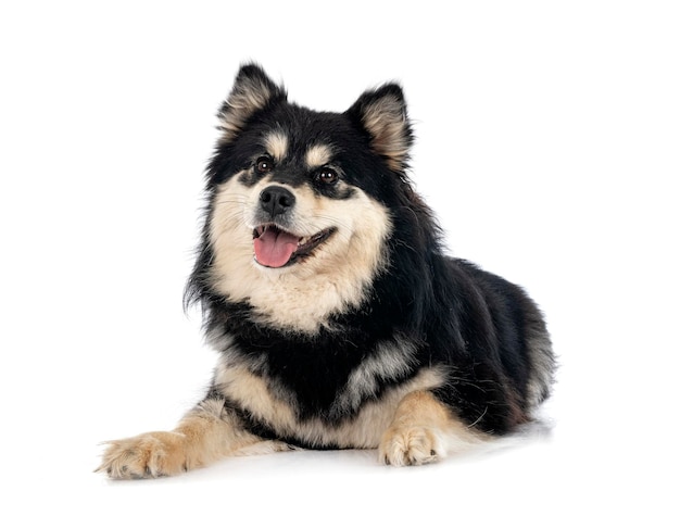 Lapphund finlandais en studio