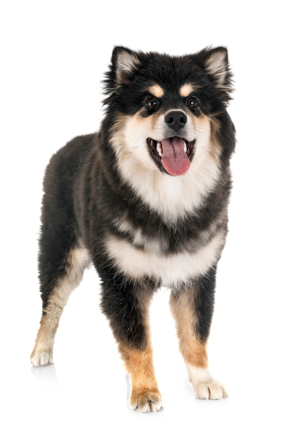 Lapphund finlandais