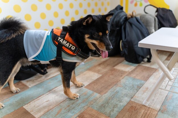 Lapponian herder Lapinporokoira ou Lapp Reindeer dog Gros plan d'un chien de race husky sibérien