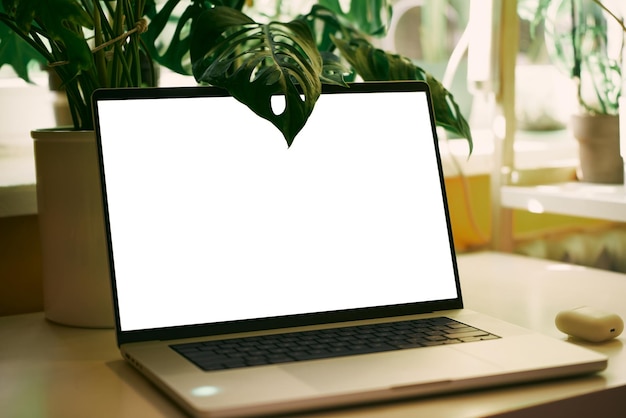 Laptop et plante baignés dans la lumière du soleil de la fenêtre
