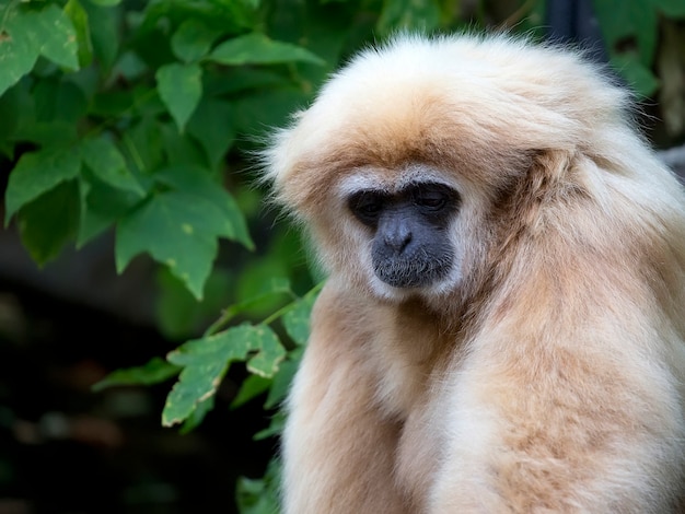 Lar gibbon un portrait