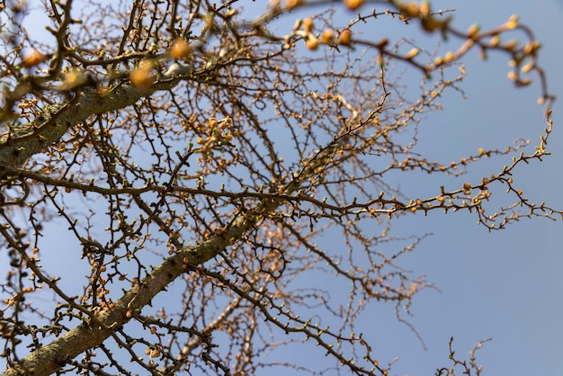 Larch dans le temps ensoleillé au début du printemps jeune larch sans feuillage au début du Printemps