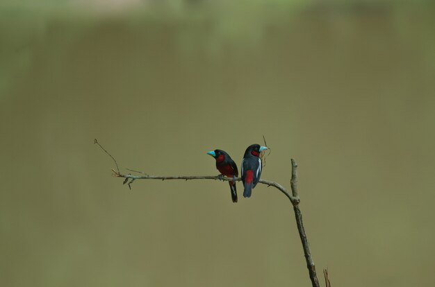 Larette noire et rouge sur une branche