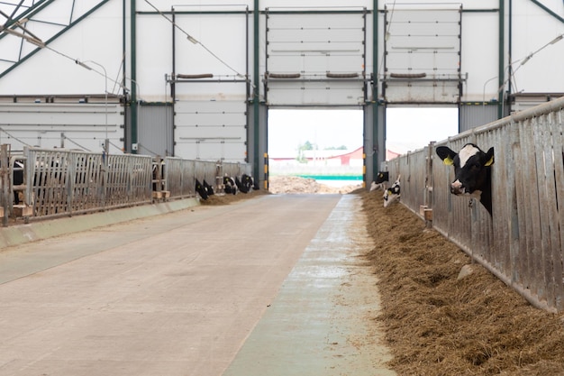 Large allée entre les tables d'alimentation des vaches dans une ferme laitière moderne