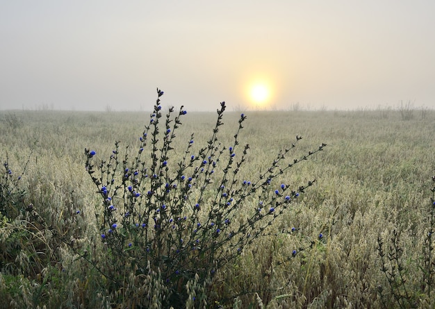 Un large champ à l'aube dans le brouillard