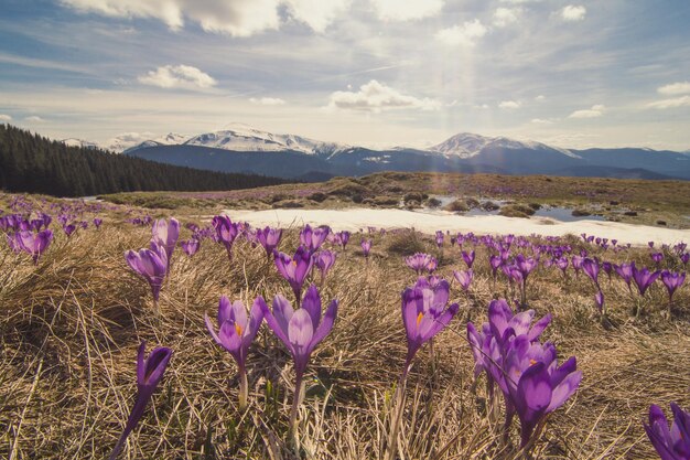 Large colline de crocus violet avec photo de paysage de neige fondante